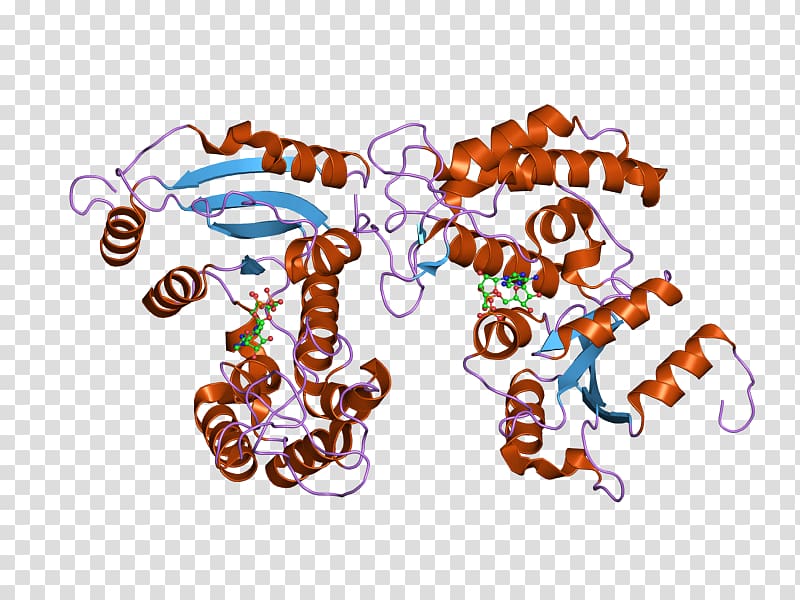 CD38 Glycoprotein Cluster of differentiation Immune system White blood cell, others transparent background PNG clipart