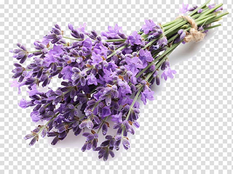 purple lavender flower bouquet art, English lavender Extract Lavender oil Essential oil, lavender transparent background PNG clipart