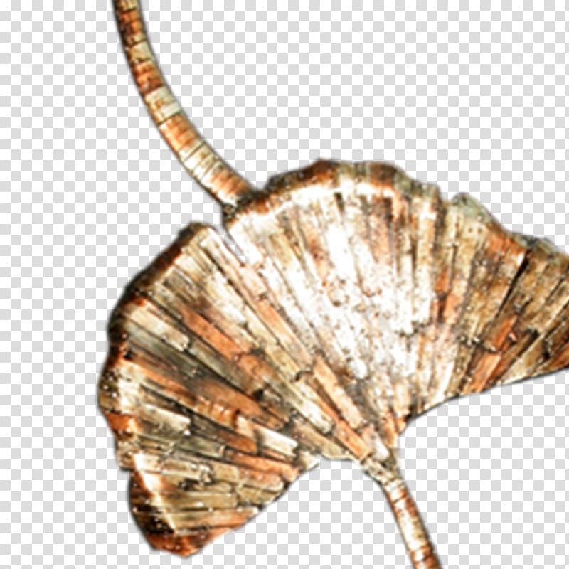 Seashell, leaf specimen transparent background PNG clipart