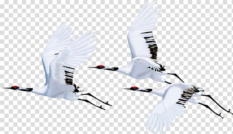 Red-crowned crane Bird Flight Siberian crane, white crane transparent background PNG clipart