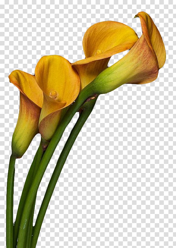 Arum-lily Flower , Yellow calla lily works transparent background PNG clipart