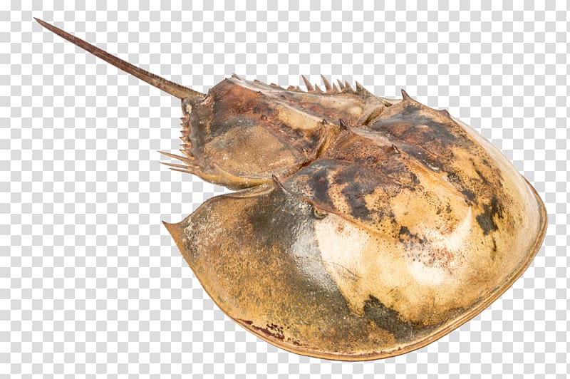 Atlantic horseshoe crab Seashell Pentaster obtusatus Atrina vexillum, Gross transparent background PNG clipart