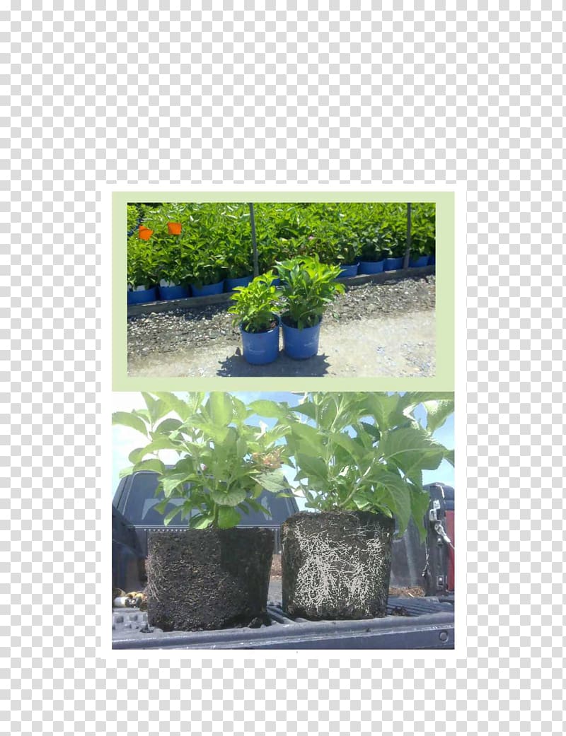Flowerpot Hydrangea Fertilisers Houseplant Peat, hydrangea plant transparent background PNG clipart