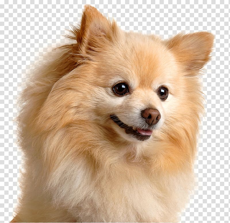 adult brown Pomeranian close-up , Pomeranian German Spitz Chihuahua Keeshond Puppy, dogs transparent background PNG clipart