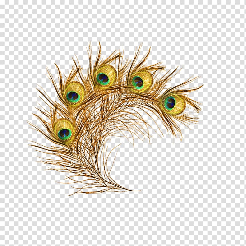 peacock feather transparent background PNG clipart