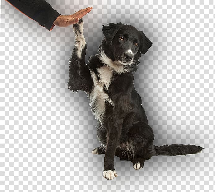Stabyhoun Border Collie Puppy Dog training Dog breed, puppy transparent background PNG clipart