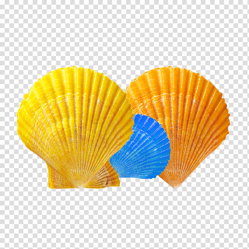 Seashell, Seaside shell material transparent background PNG clipart