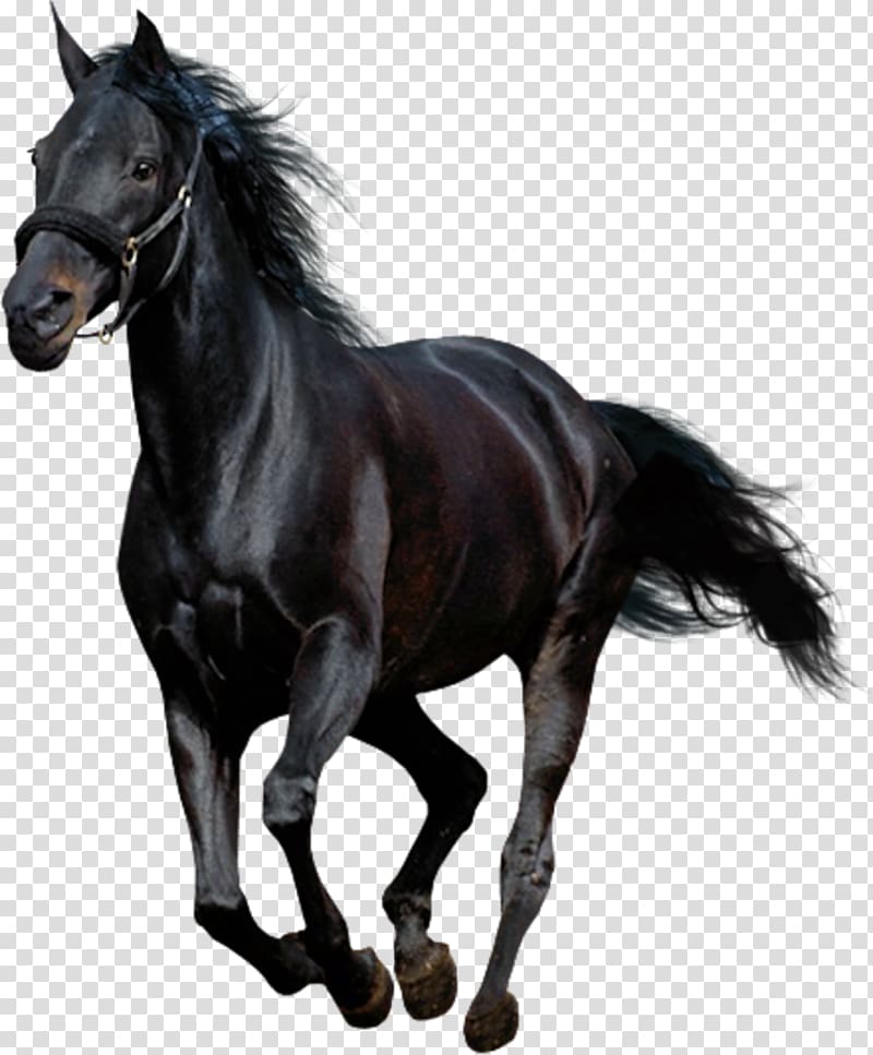 American Paint Horse Arabian horse Mustang Andalusian horse, mustang transparent background PNG clipart