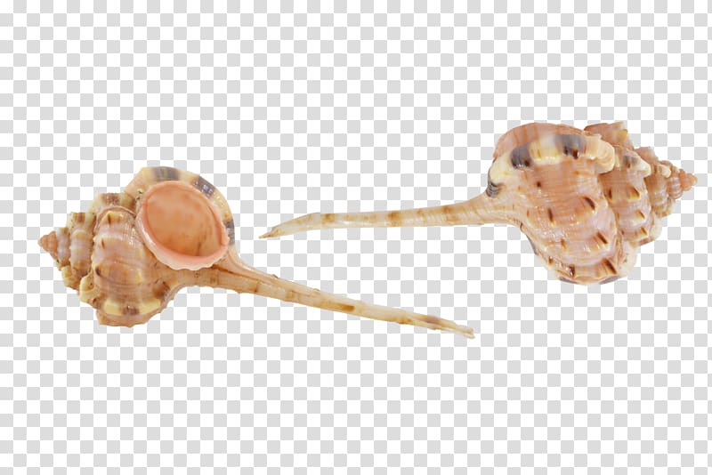 Seashell Murex Operculum Sea snail Conch, seashell transparent background PNG clipart