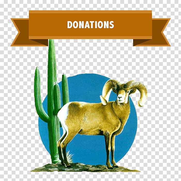 Goat Desert bighorn sheep Argali, goat transparent background PNG clipart