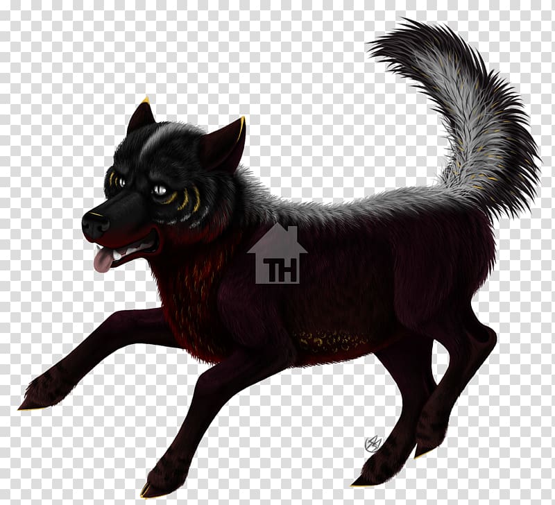 Schipperke Dog breed Razas nativas vulnerables Fur, Handsome Fella transparent background PNG clipart