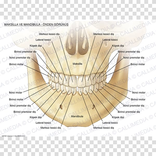 Maxilla Mandible Anatomy Bone Human tooth, Anatomi transparent background PNG clipart
