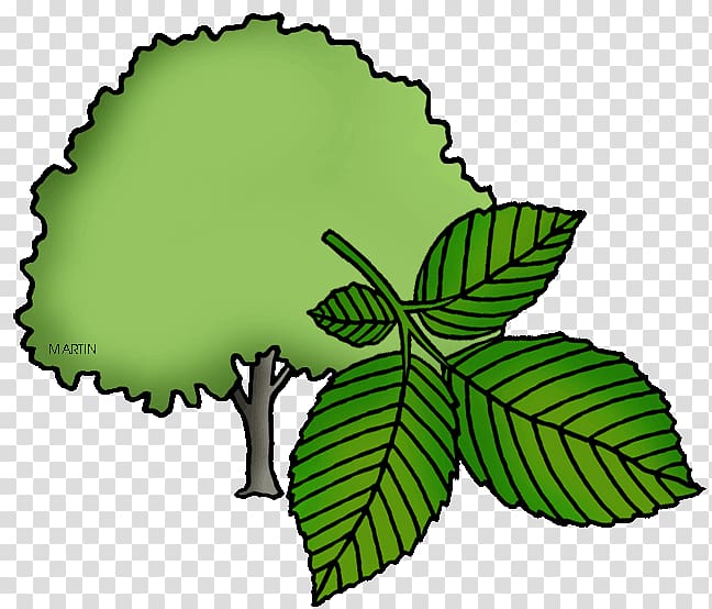 American elm Slippery elm United States , elm tree transparent background PNG clipart