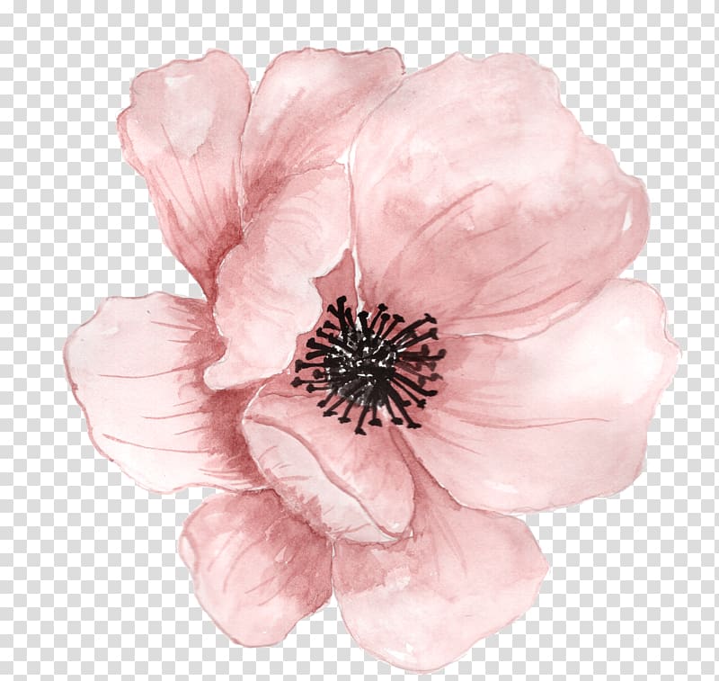 pink poppy flower illustration, Watercolour Flowers Watercolor painting Drawing, painting transparent background PNG clipart