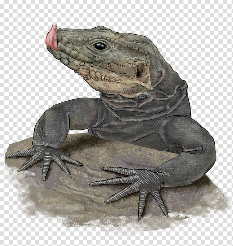 Common Iguanas Dragon Lizards Terrestrial animal, gran canaria transparent background PNG clipart