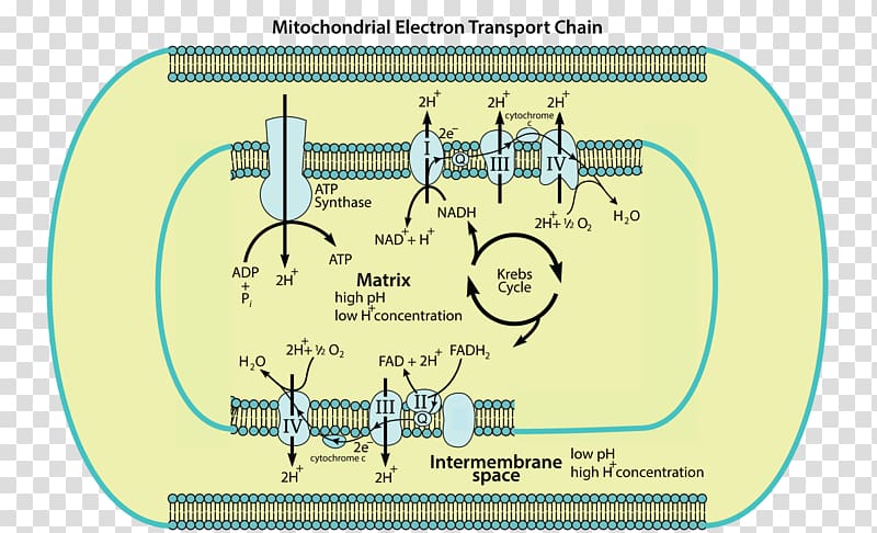 Electron transport chain Mitochondrion Cellular respiration Adenosine triphosphate The Structure of Mitochondria, Inner Mitochondrial Membrane transparent background PNG clipart
