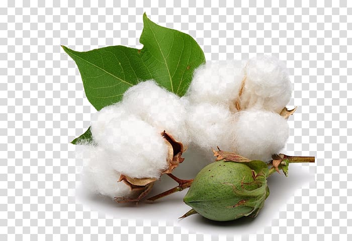 White cotton, Organic cotton Cottonseed Agriculture, Hypericum Hirsutum ...