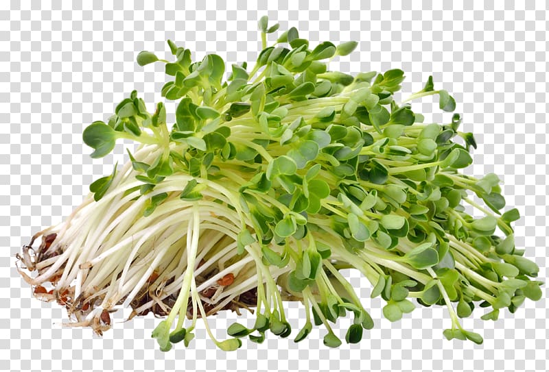 Sprouting Alfalfa sprouts Microgreen Seed, medicago transparent background PNG clipart