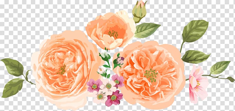 Garden roses Centifolia roses Flower Orange, Orange simple flowers transparent background PNG clipart