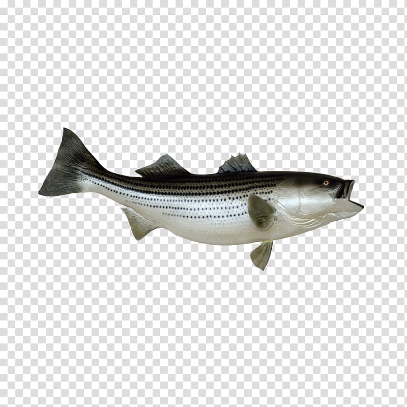 Striped bass fishing , others transparent background PNG clipart