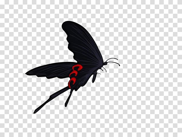 High-definition television Computer 1080p , Black Butterfly transparent background PNG clipart