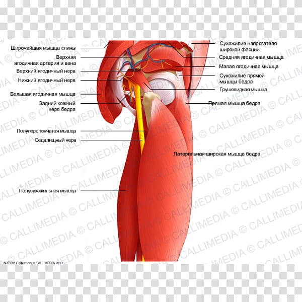 Muscles of the hip Muscles of the hip Anatomy Thigh, others transparent background PNG clipart