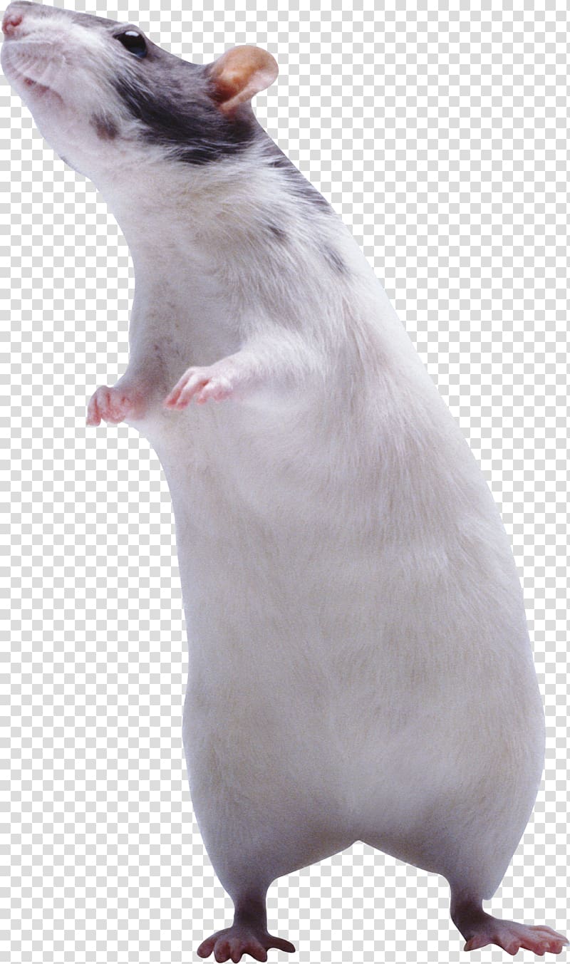 Rat, mouse transparent background PNG clipart