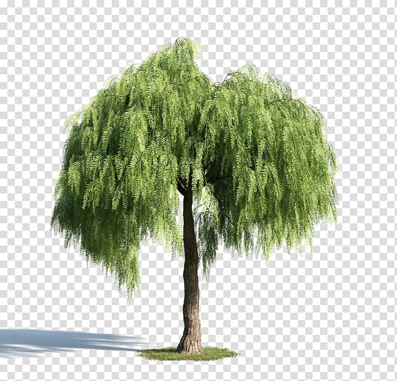 Green tree material transparent background PNG clipart