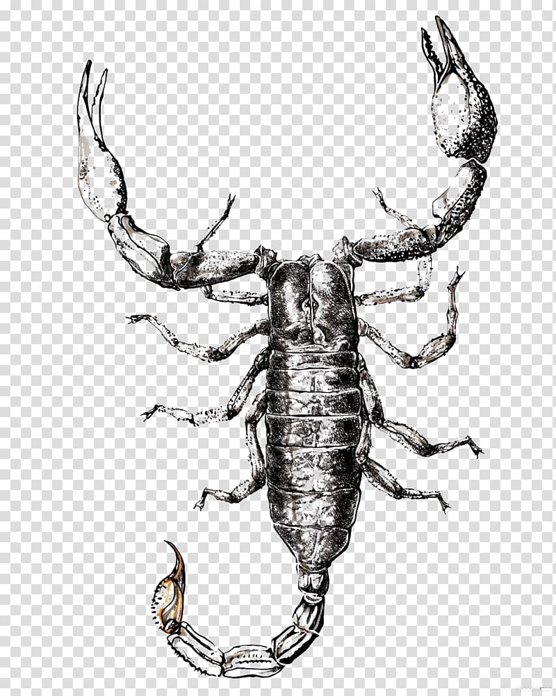 Drawing Painting Illustration, Simple lobster sketch illustrator transparent background PNG clipart