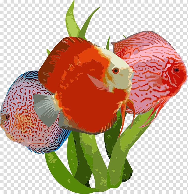 Goldfish Aquarium Fishkeeping Angelfish, fish transparent background PNG clipart