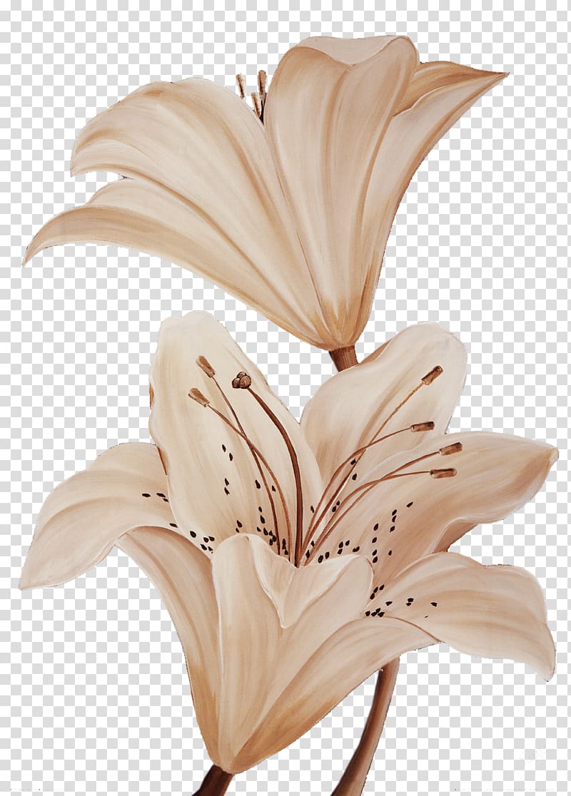 Light Petal Color Lilium, Light-colored lily flower transparent background PNG clipart