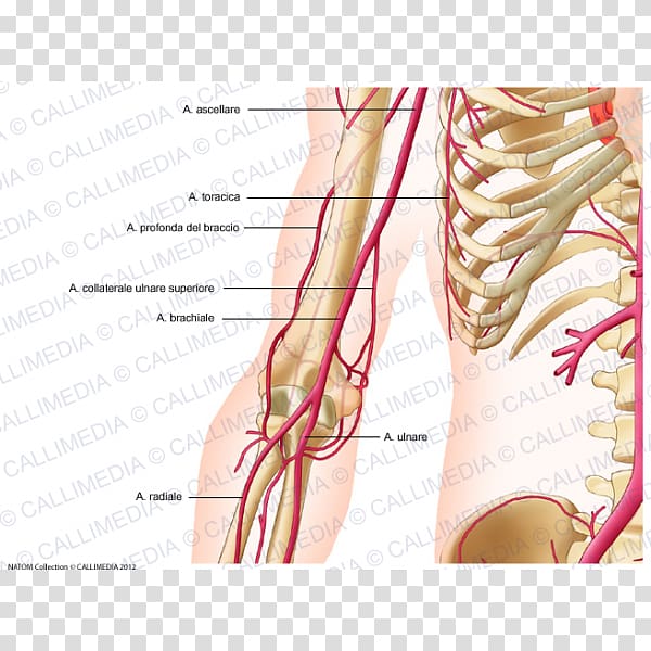 Thumb Shoulder Deep artery of arm Brachial artery, arm transparent background PNG clipart