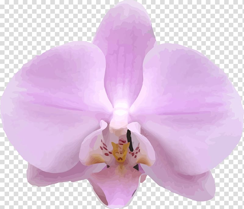 Moth orchids Plant Lilac Cattleya orchids, doctors transparent background PNG clipart
