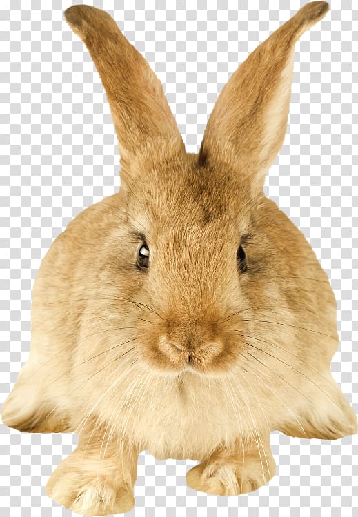 Domestic rabbit Hare Dutch rabbit Rodent, rabbit transparent background PNG clipart