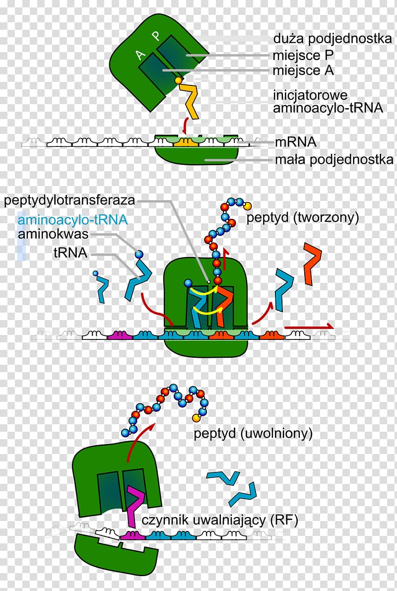 Transfer RNA Translation Protein biosynthesis DNA, cell division transparent background PNG clipart
