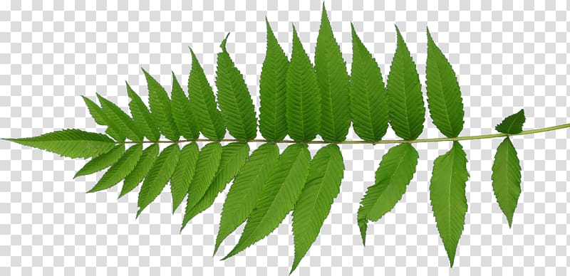 shameplant illustration, Leaf Texture mapping Plant stem, green leaves transparent background PNG clipart