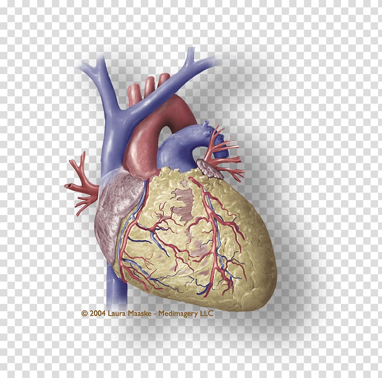Heart Coronary circulation Medical illustration Cardiac muscle Atrium, heart attack transparent background PNG clipart