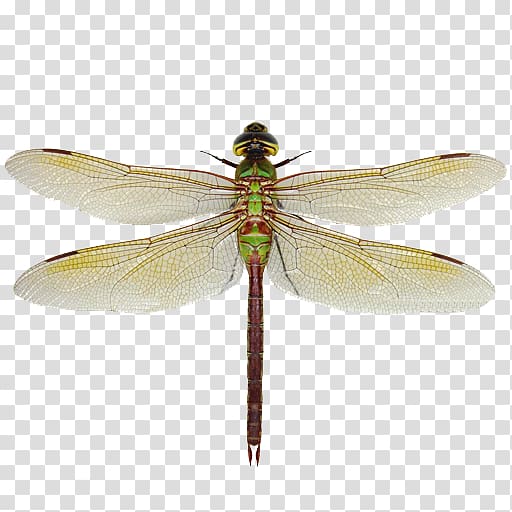 Green darner Dragonfly Aeshna Synonyms and Antonyms Damselfly, dragonfly transparent background PNG clipart