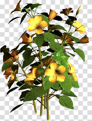 Flowering plant Flowering plant , plant transparent background PNG clipart thumbnail