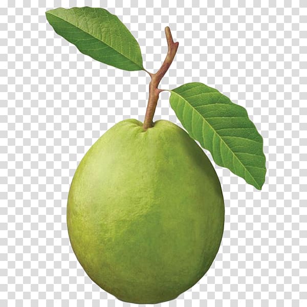 Common guava Fruit tree Tropical fruit, others transparent background PNG clipart