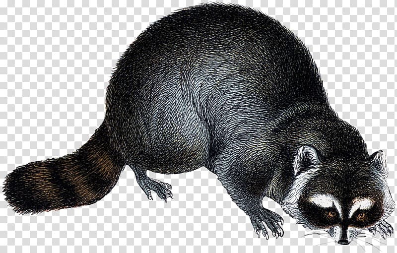 Viverrids Raccoon Rodent Fur Mustelids, woodland fairy transparent background PNG clipart