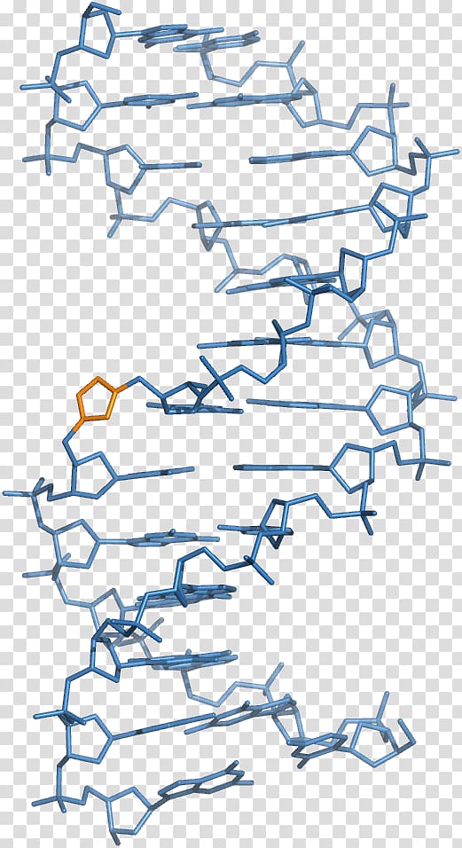 Peptide nucleic acid Locked nucleic acid DNA Backbone chain, others transparent background PNG clipart