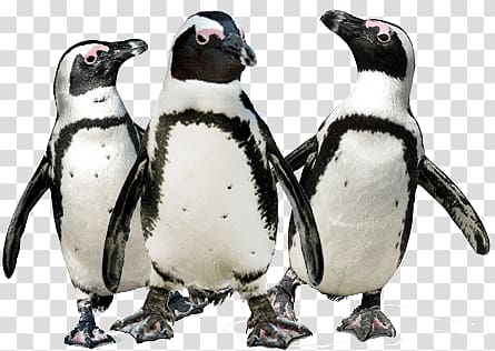 three standing Magellanic penguins, Penguin Trio transparent background PNG clipart