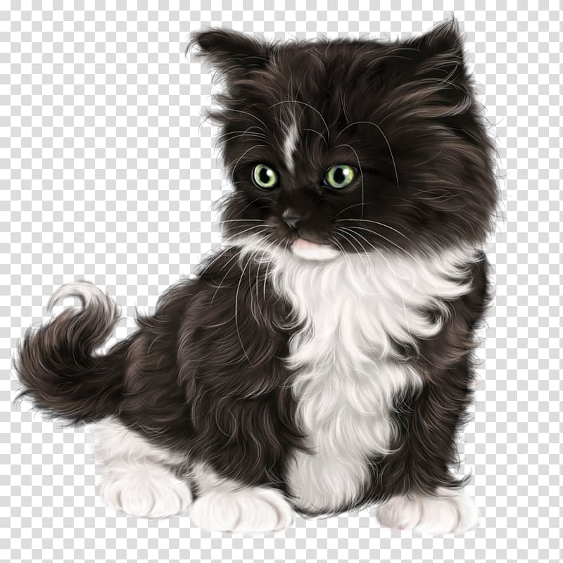 American Wirehair Ragamuffin cat American Curl Norwegian Forest cat Maine Coon, kitten transparent background PNG clipart