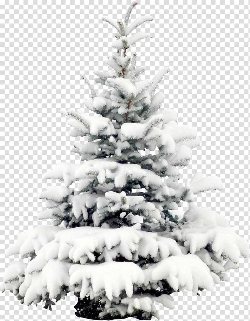 pine tree covered with snow , Snow Tree Pine Christmas , Snow pine transparent background PNG clipart