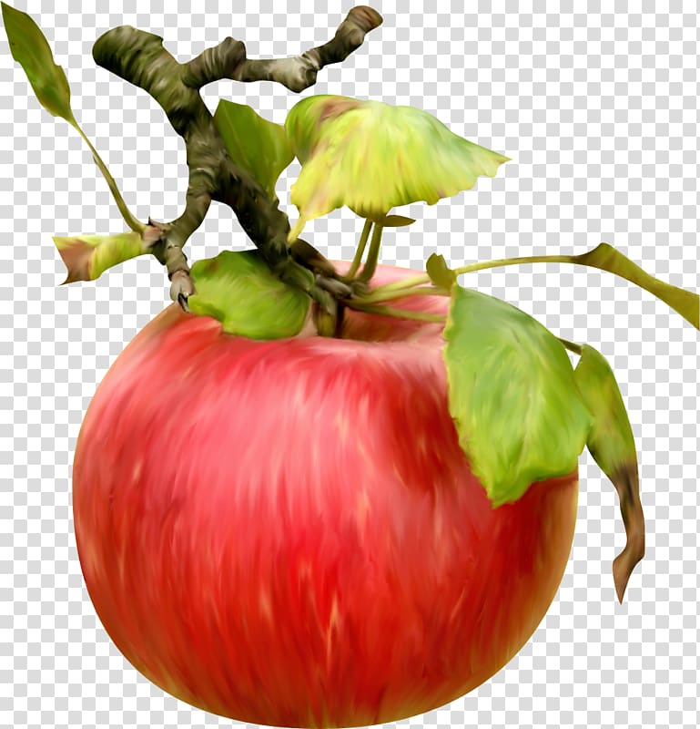 Bush tomato Apple Vegetable Food Fruit, apple transparent background PNG clipart