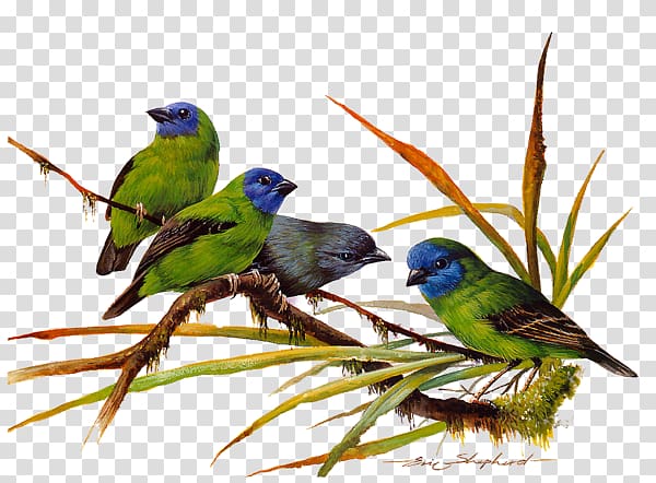 Birds of Asia Green Paint by number Color, Bird transparent background PNG clipart