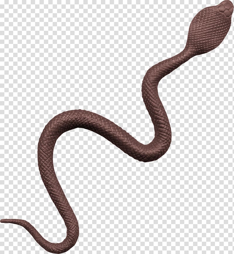 Kingsnakes Animal Colubridae, Animal king snake transparent background PNG clipart