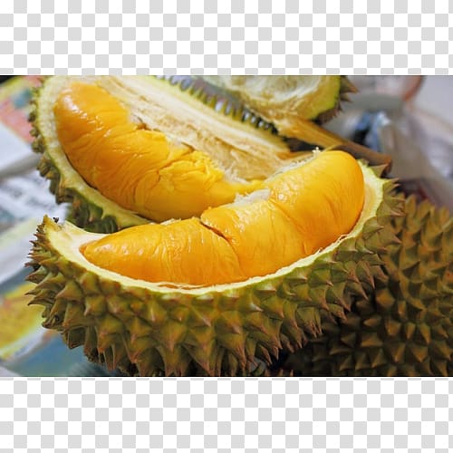 Durio zibethinus Fruit tree Orchard Thai cuisine, durian. transparent background PNG clipart
