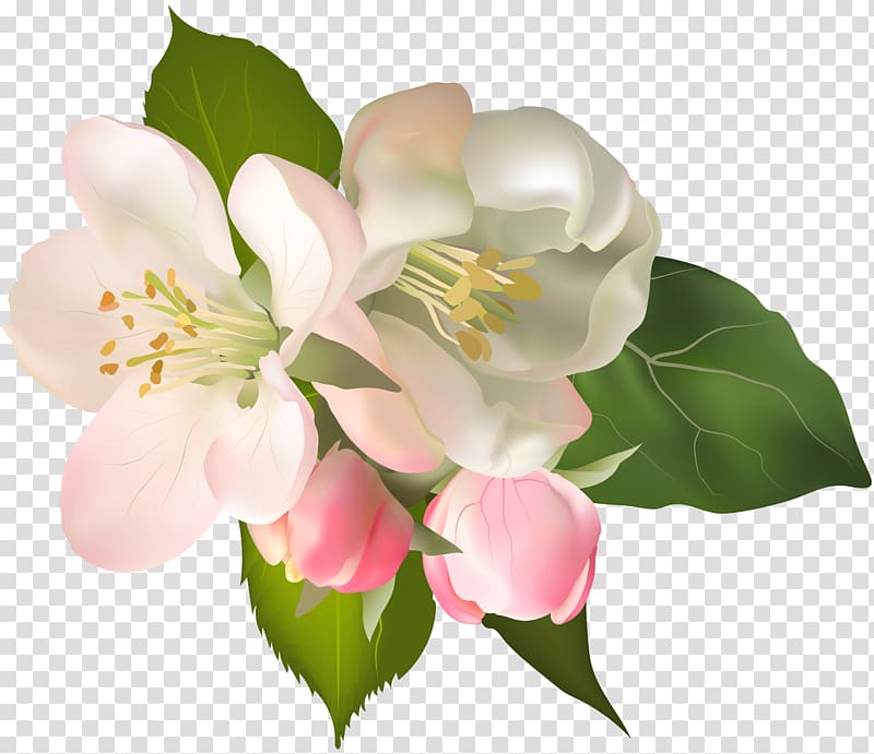 white and pink flowers, Floral design Wisgoon Flower , Blossom Spring Fower transparent background PNG clipart
